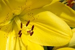 flower, louse, lice