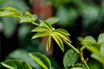 leaf, leaves, rose