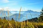 blade of grass, switzerland, rigi