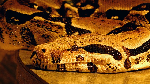 Ular Python Reptil - Foto gratis di Pixabay - Pixabay