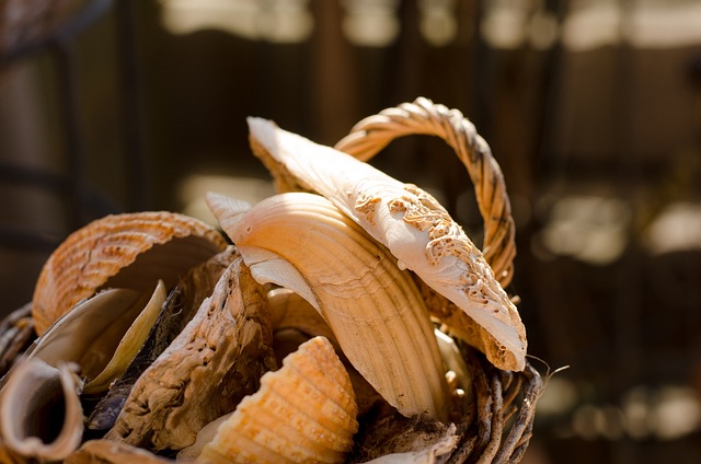 Muscheln, Korb, Stillleben, Herbst
