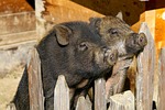 potbelly pigs, pig, domestic pig