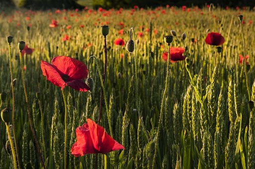 Free Poppies Nature photo and picture