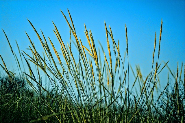Naturaleza, Planta Silvestre