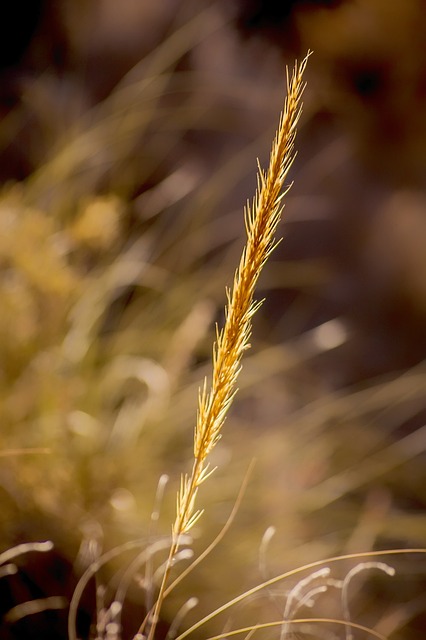 Naturaleza, Planta Desértica