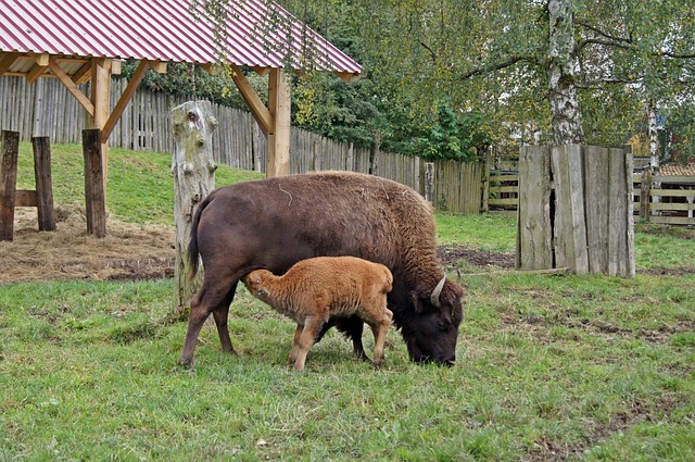 Búfalo, Dam, Filhote, Mamar