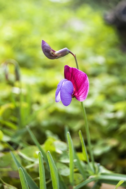 Naturaleza, Planta Verde