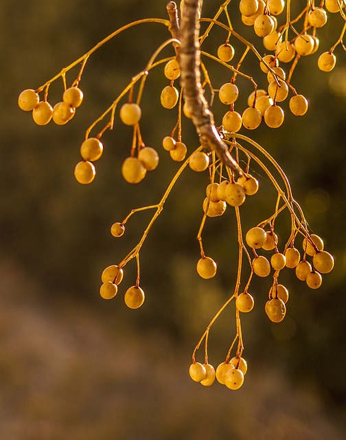 Naturaleza, Frutos, Verano, Planta
