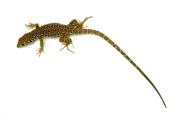 Naturaleza, Reptil, Animal, Fauna
