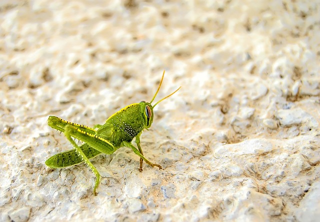 Naturaleza, Macro, Animal, Bicho