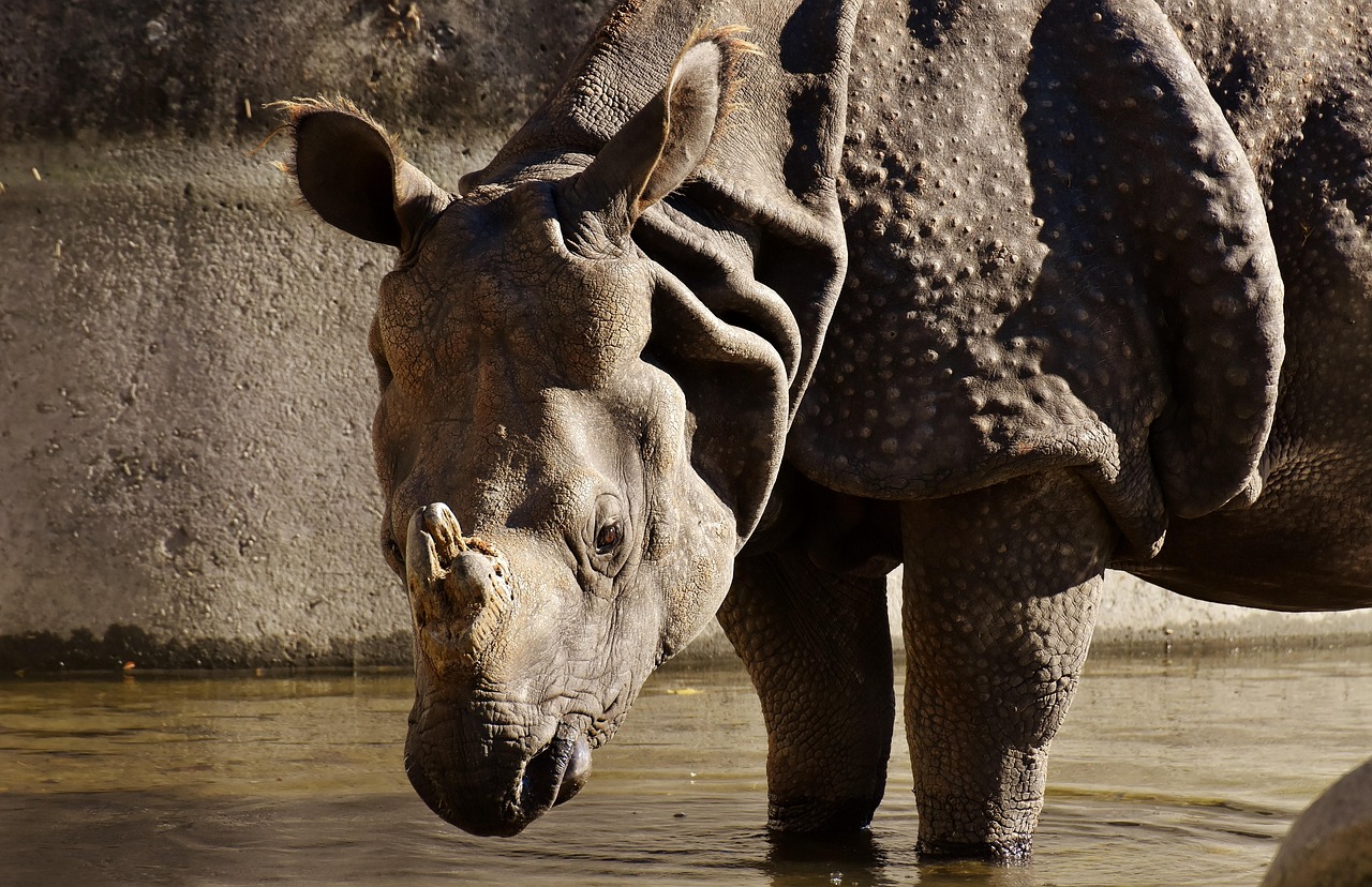 rhino-2873140_1280.jpg