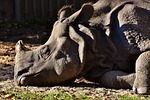 rhino, animal, animal world