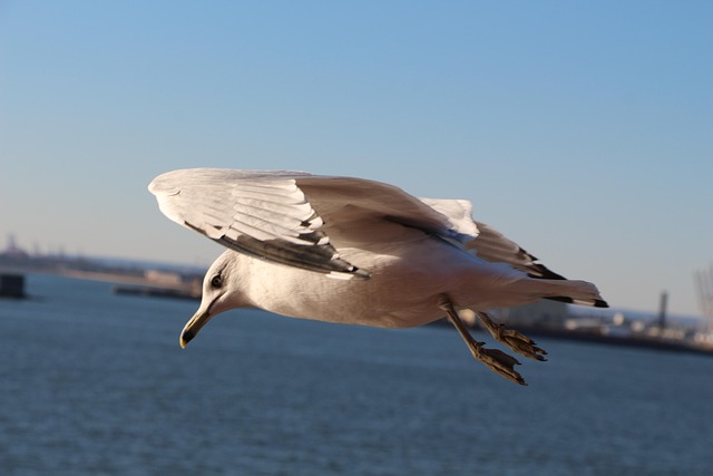Free Pigeon Flying photo and picture