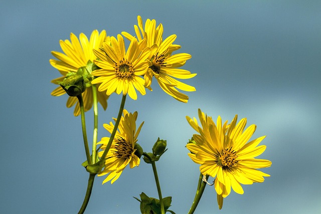 Free Daisy Beautiful Flowers photo and picture