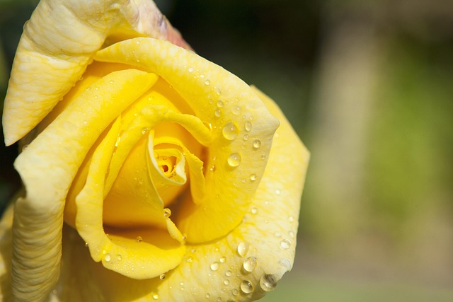 Free Flower Flower Background photo and picture
