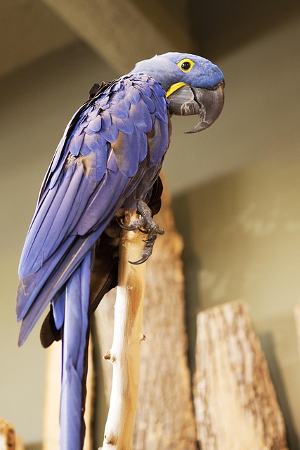 Free Parrot Nature photo and picture