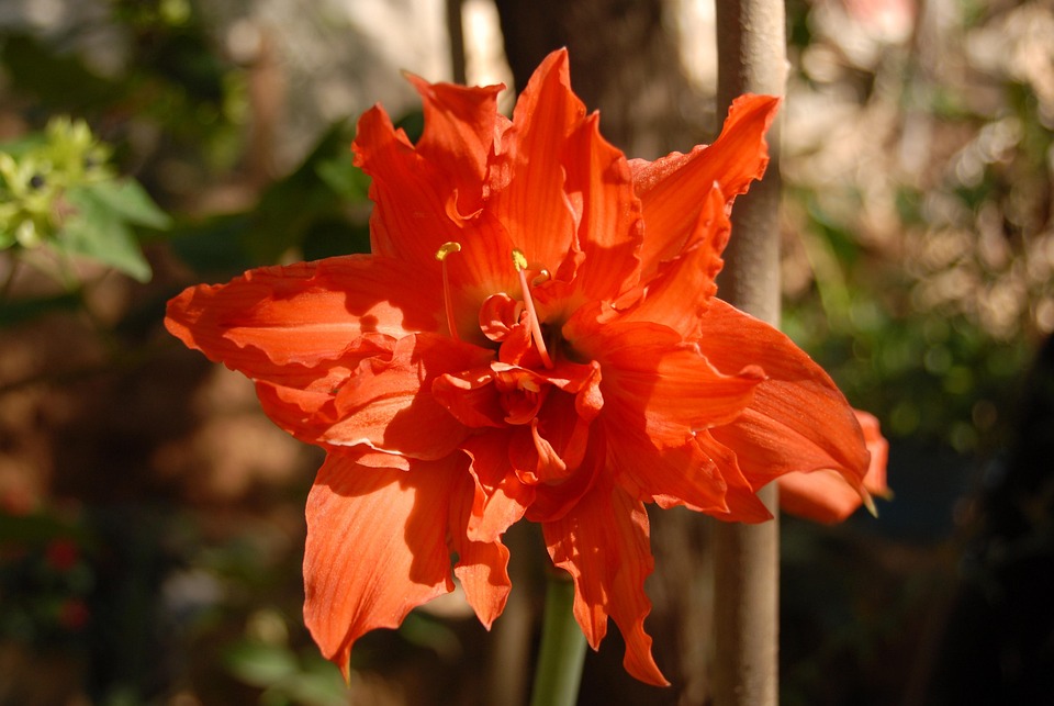 香蕉橘花野生tlapa De Pixabay上的免费照片