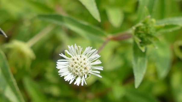 Free Wildflowers Beautiful Flowers photo and picture