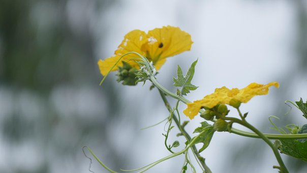 Free Wildflowers Flower Background photo and picture