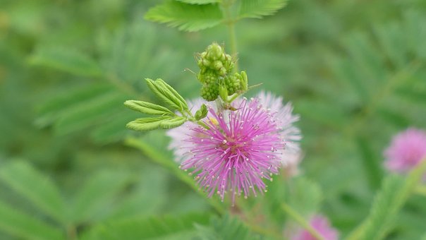 Free Wildflowers Flowers photo and picture
