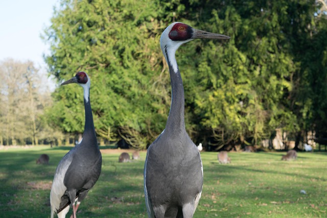 Free Bird Birds photo and picture