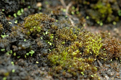 Free Moss Plant photo and picture