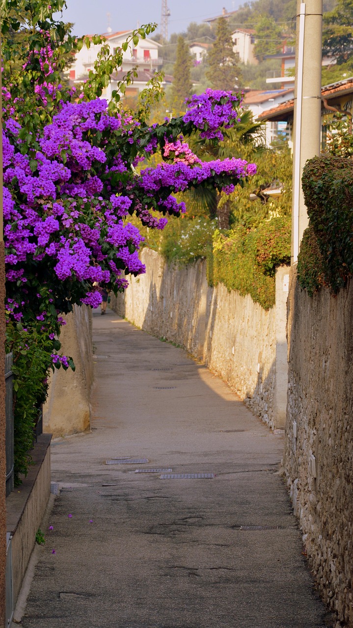 Flowering Violet Path Free Photo On Pixabay Pixabay flowering-violet-path-free-photo-on-pixabay-pixabay