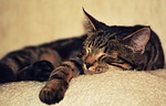 kitten, cat, pet