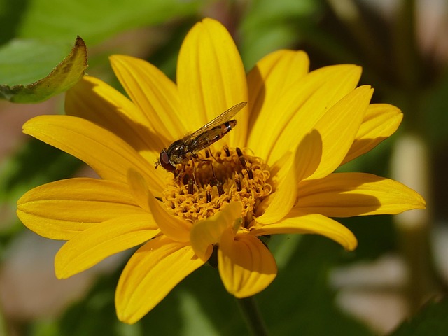Voar Pairar, Amarelo, Inseto