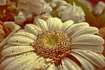 gerbera, daisy, flower