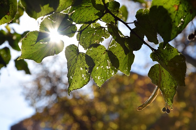 Free Leaf Fall photo and picture