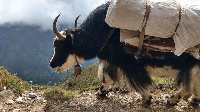 Yak, Nepal, Alpine