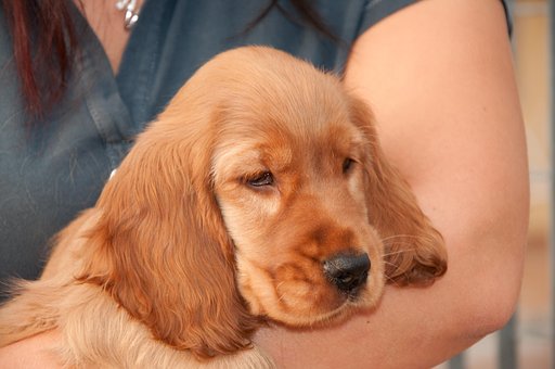 Free Cocker Cocker Spaniel photo and picture
