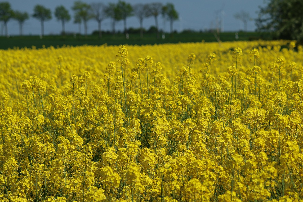 Raps Feld - Kostenloses Foto auf Pixabay - Pixabay