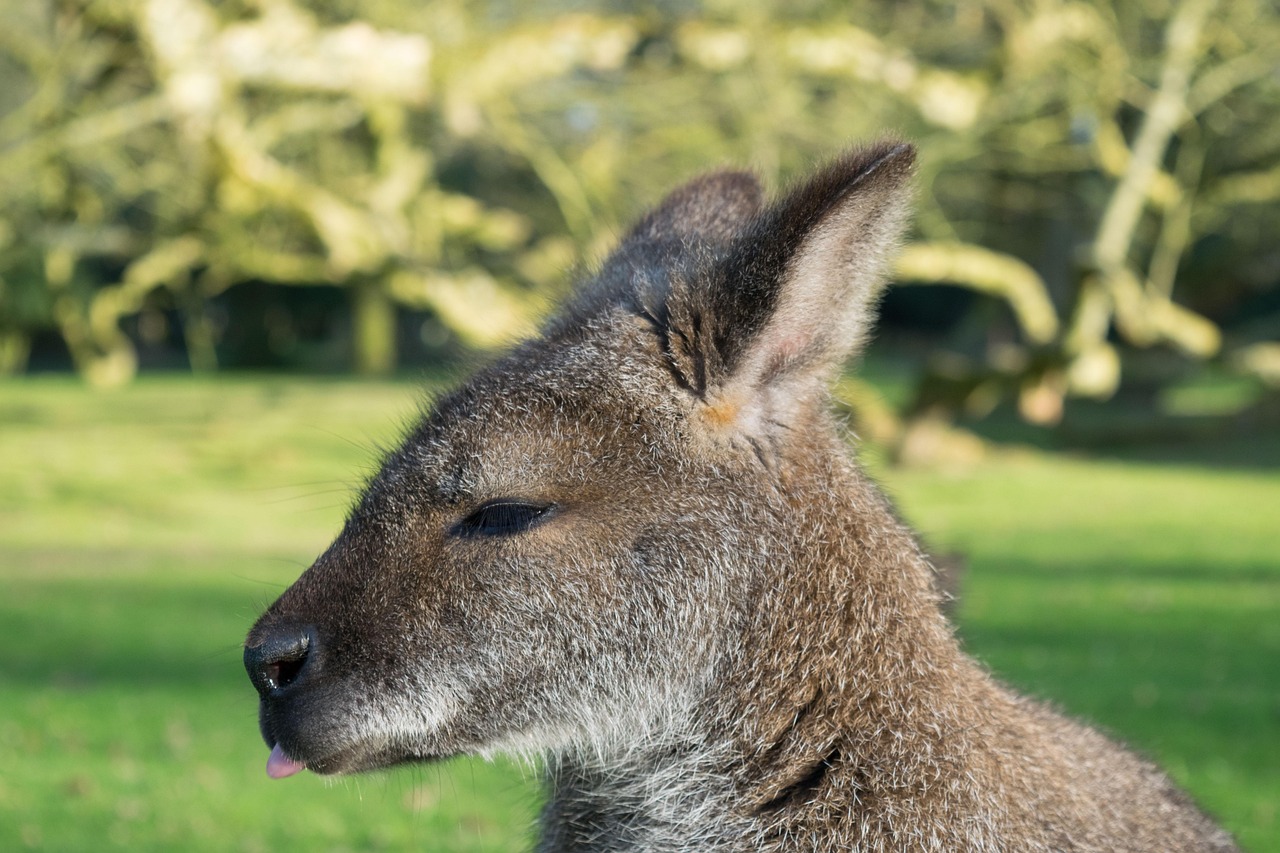 Kangaroo Animal Park - Free photo on Pixabay