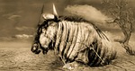 gnu, wildlife, drought