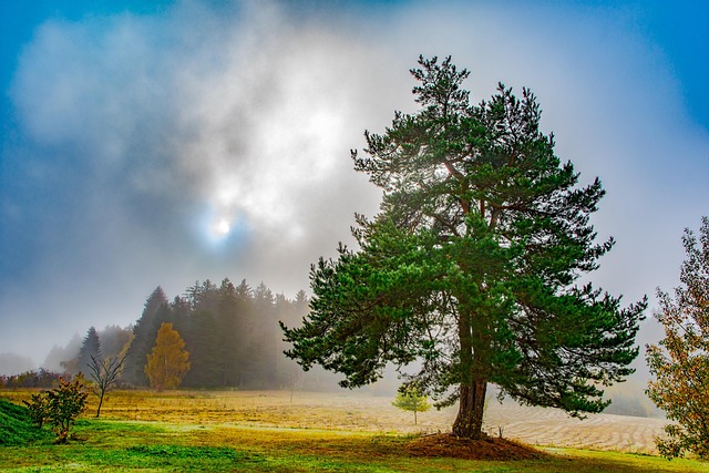 Free Tree Forest photo and picture