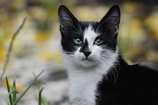 Free Cat Pet photo and picture