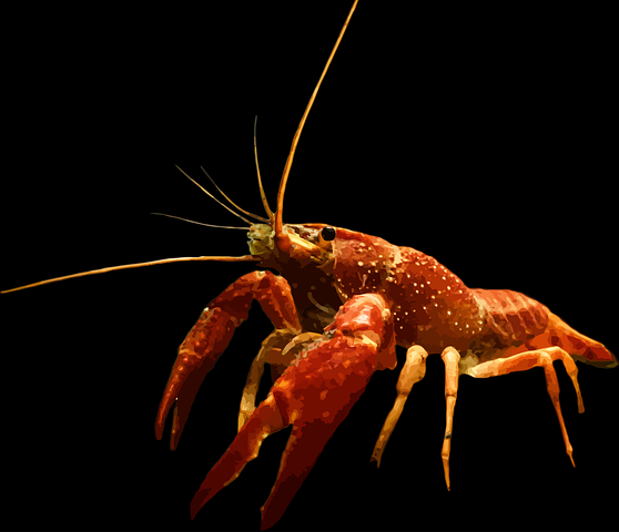 200+ Free Crayfish &amp; Food Images