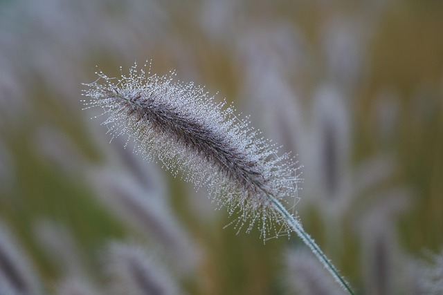 Free Nature Dew photo and picture