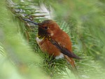 hummingbird, bird, feathered