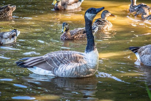 Free Ducks Lake photo and picture