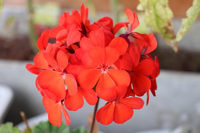 Free Beautiful Sharp photo and picture