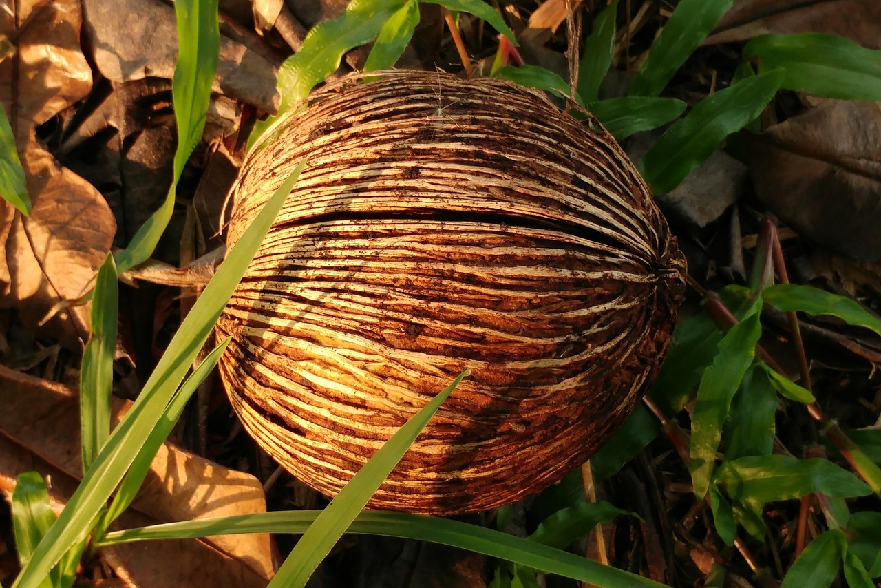 100+ Free Husk & Nature Images - Pixabay