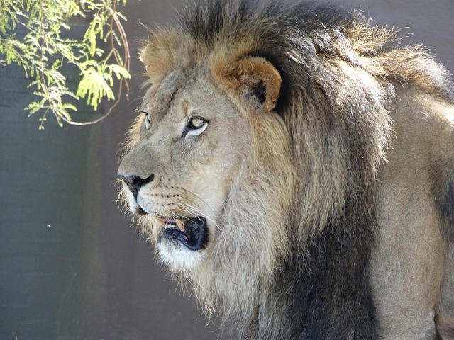 León Fauna Silvestre Animal - Foto gratis en Pixabay