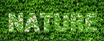 nature, ivy, vine