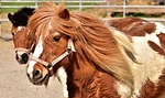 pony, horse, cute
