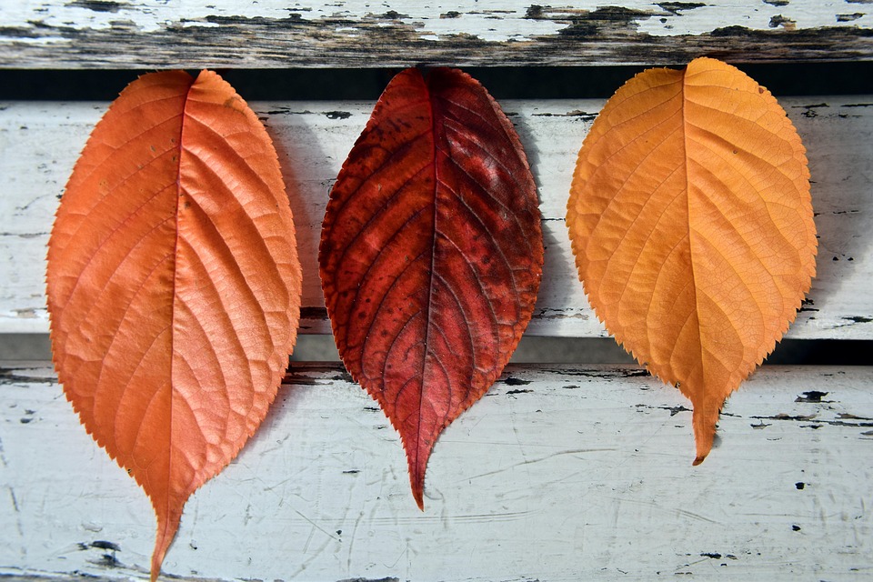 Leaves Fall Autumn Golden - Free photo on Pixabay - Pixabay