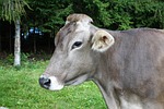 cow, milk, agriculture