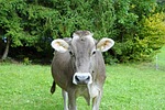 cow, milk, agriculture